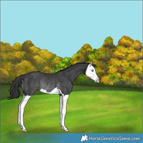 Horse Color:Black Splash Rabicano 
