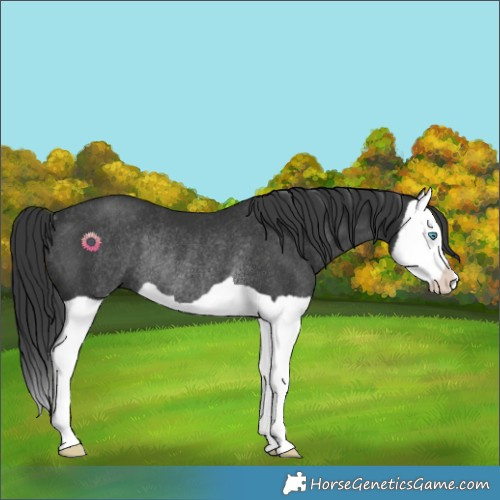 Horse Color:Black Splash Rabicano