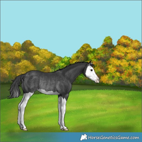 Horse Color:Black Splash Rabicano 