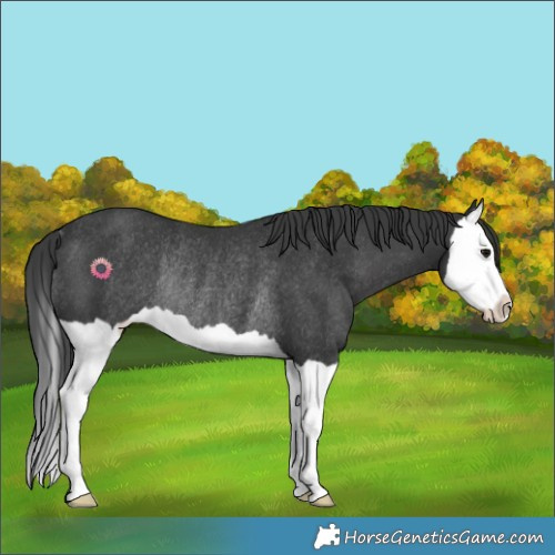 Horse Color:Black Splash Rabicano 