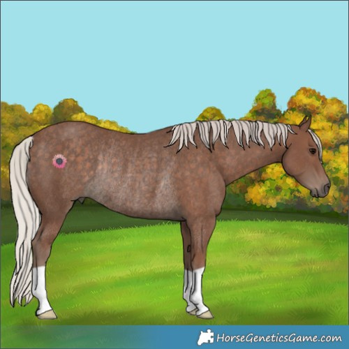 Horse Color:Silver Black Rabicano