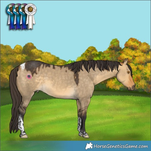 Horse Color:Buckskin Dun Tobiano Rabicano 