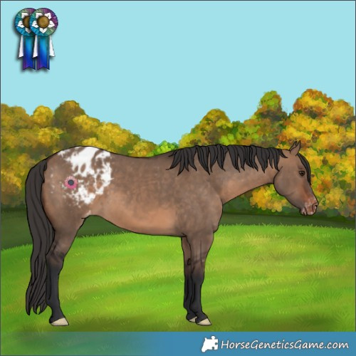 Horse Color:Brown Dun Appaloosa Rabicano
