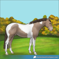 Horse Color:Classic Champagne Tobiano 