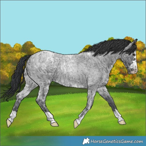 Horse Color:Blue Ice Roan Rabicano 