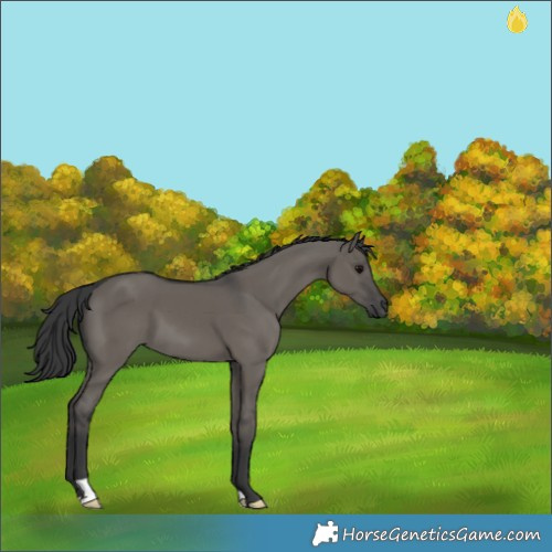 Horse Color:Grullo 