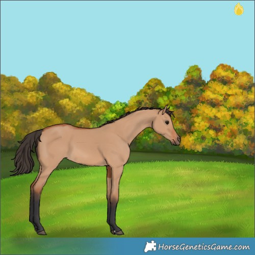 Horse Color:Bay Dun 