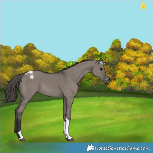 Horse Color:Grullo Tobiano Appaloosa Rabicano 