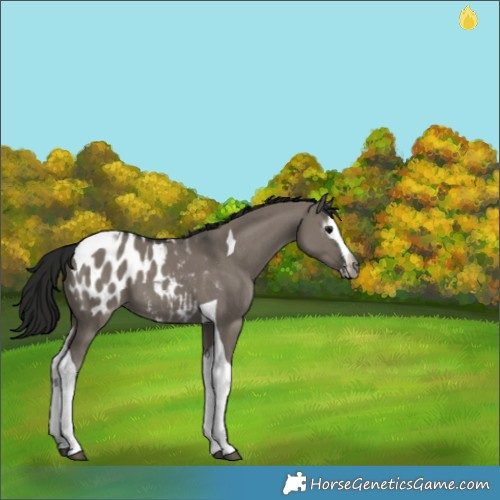 Horse Color:Gray Grullo Splash Tobiano Appaloosa 