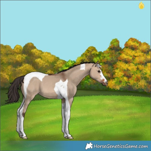 Horse Color:Bay Dun Tobiano 