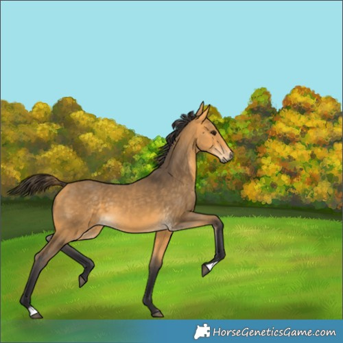 Horse Color:Buckskin 