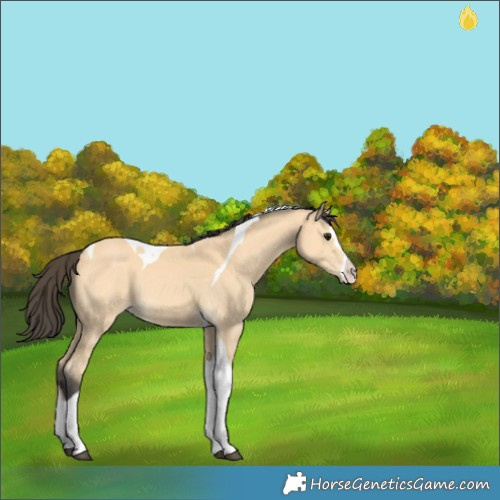 Horse Color:Buckskin Splash Tobiano 