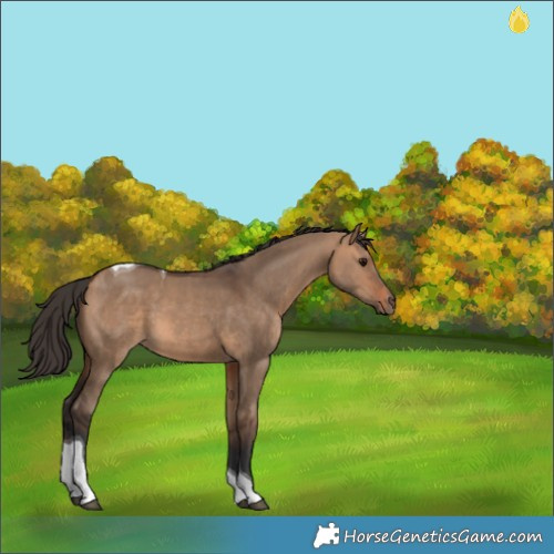 Horse Color:Bay Dun Tobiano 