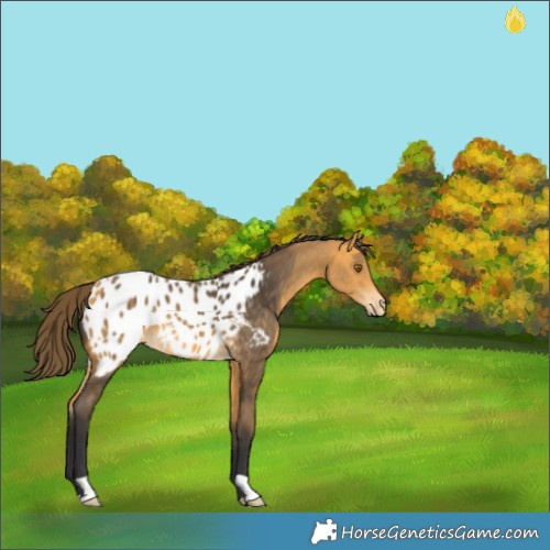 Horse Color:Buckskin Appaloosa 