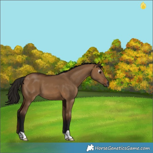 Horse Color:Gray Bay Dun 