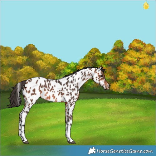 Horse Color:Bay Tobiano Appaloosa 