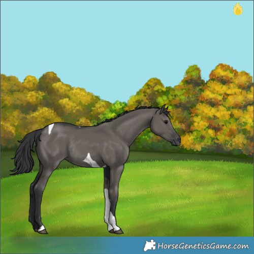 Horse Color:Grullo Tobiano Rabicano 