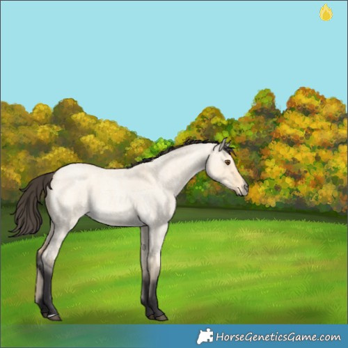 Horse Color:Buckskin Roan Dun 