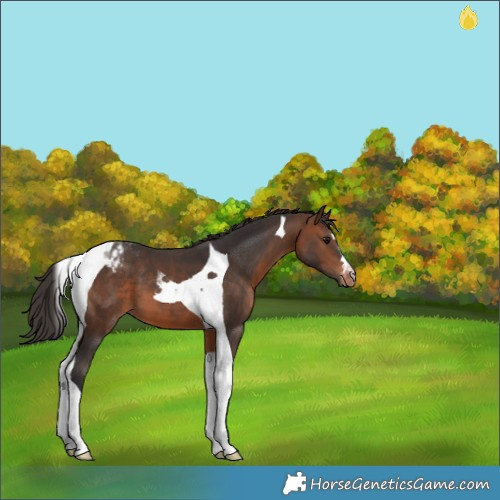Horse Color:Brown Tobiano Appaloosa 