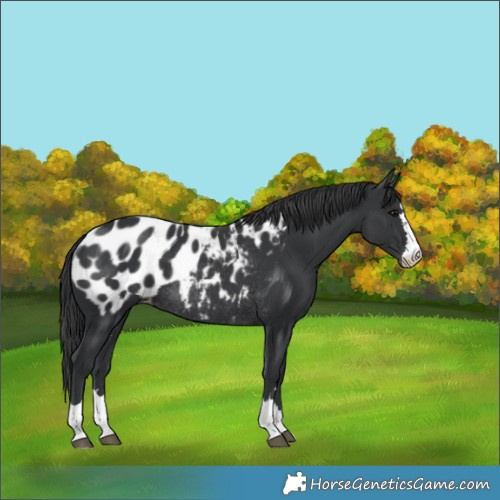 Horse Color:Black Appaloosa Rabicano 