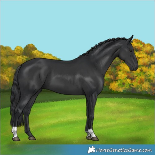 Horse Color:Black and Black