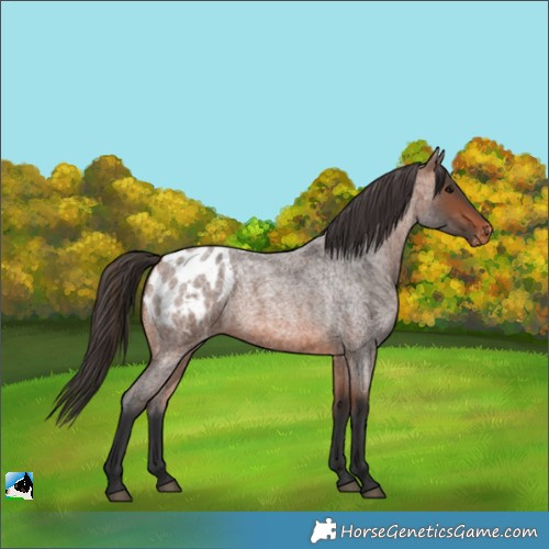 Horse Color:Bay Roan Blanket