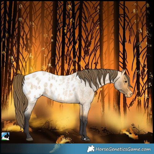Horse Color:Buckskin Roan Blanket