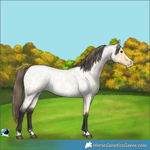 Horse Color:Buckskin Roan Near Leopard