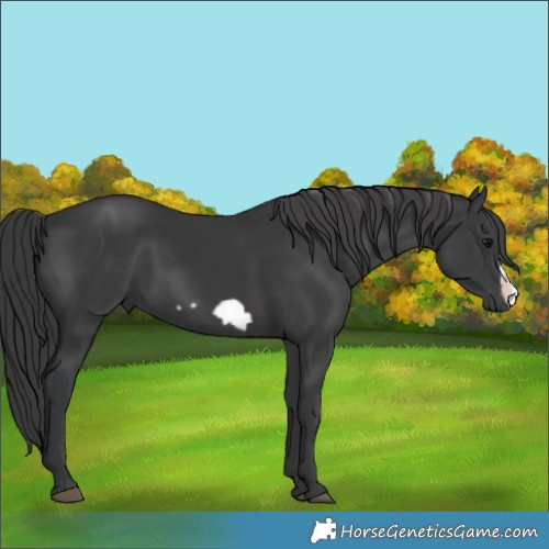 Horse Color:Black and Black Frame