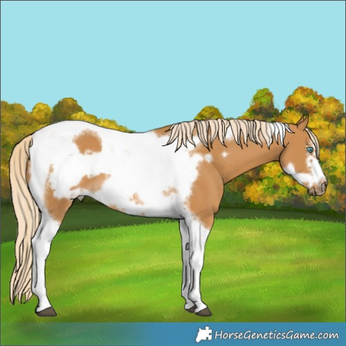 Horse Color:Palomino Tobiano Frame