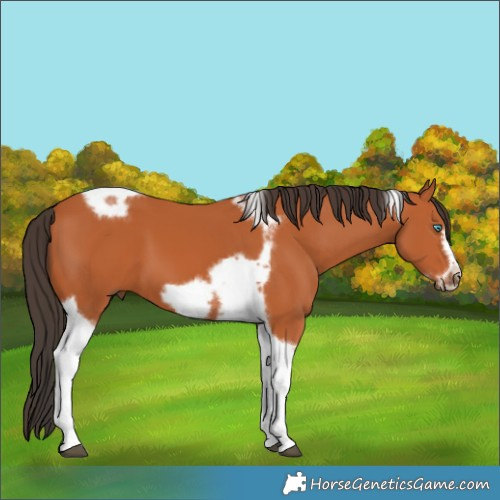 Horse Color:Bay Tobiano Frame 