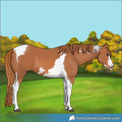 Horse Color:Chestnut Tobiano Frame 