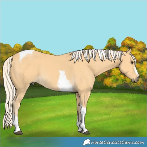 Horse Color:Palomino Tobiano Frame
