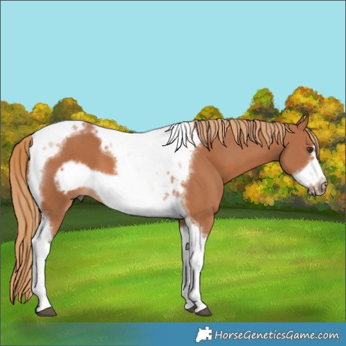 Horse Color:Chestnut Tobiano Frame 