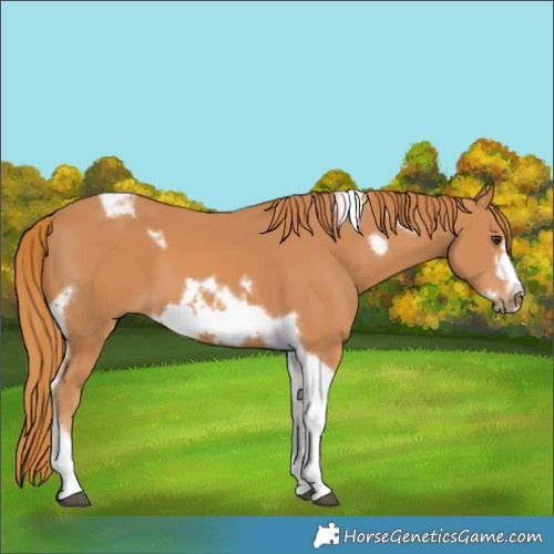 Horse Color:Chestnut Tobiano Frame