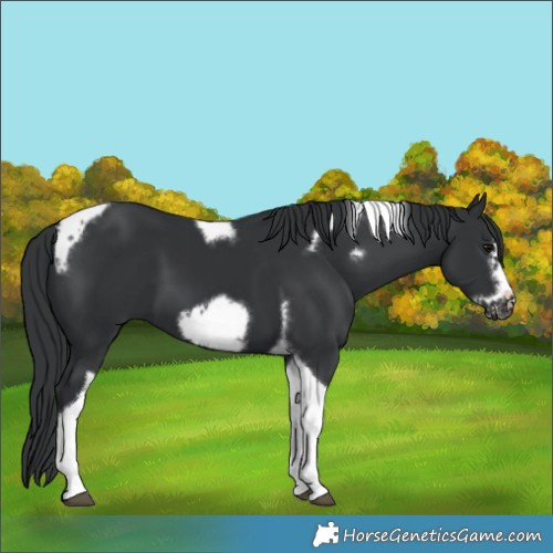 Horse Color:Unknown 