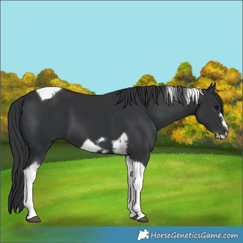 Horse Color:Unknown 