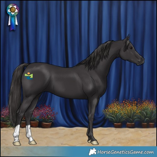 Horse Color:Smoky Black 