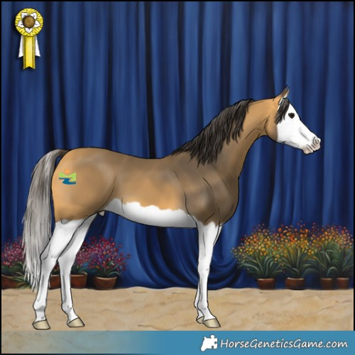 Horse Color:Buckskin Splash 