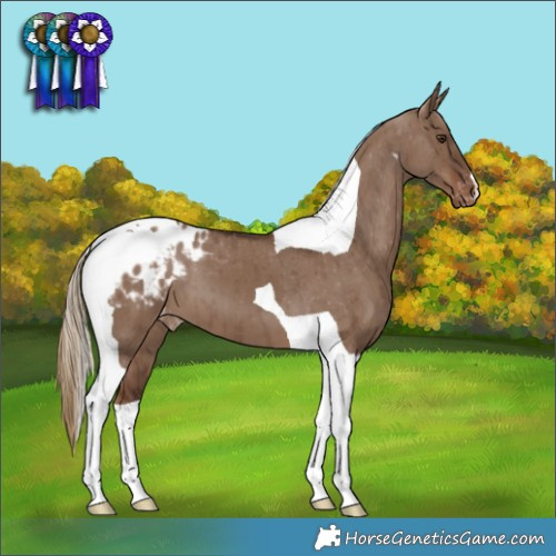 Horse Color:Liver Red Dun Tobiano Appaloosa Brindle