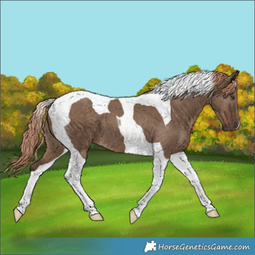 Horse Color:Liver Red Dun Tobiano 