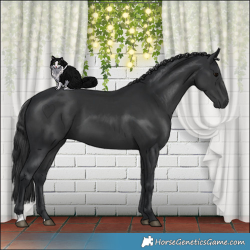 Horse Color:Black  and Black 