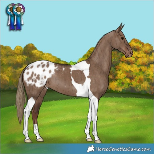 Horse Color:Liver Red Dun Tobiano Appaloosa Brindle