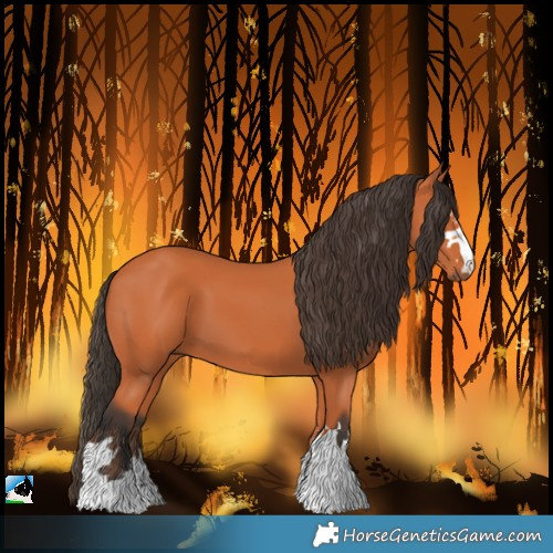 Horse Color:Bay 