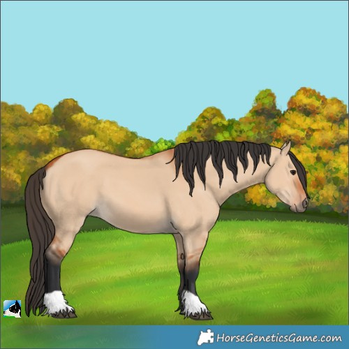 Horse Color:Bay Dun 