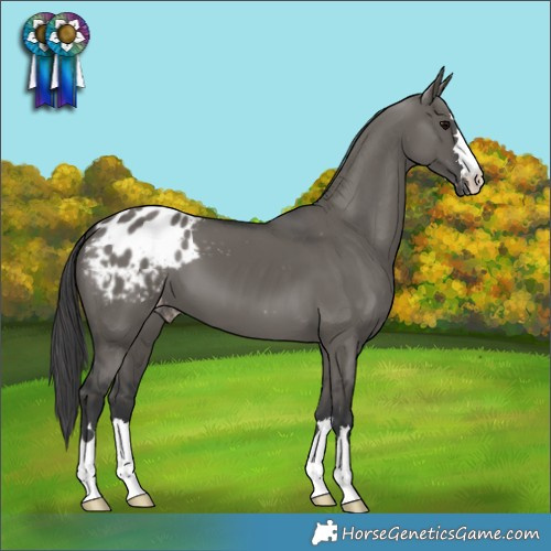 Horse Color:Grullo Appaloosa