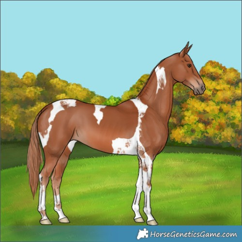 Horse Color:Chestnut Tobiano