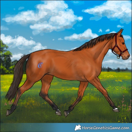 Horse Color:Bay 