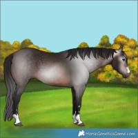 Horse Color:Gray Bay