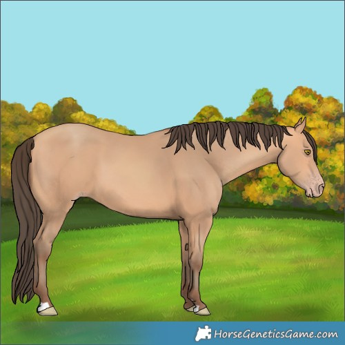 Horse Color:Amber Champagne